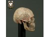 ACI Toys 1/6 Cannibal Skull (ACI-753) AT032A